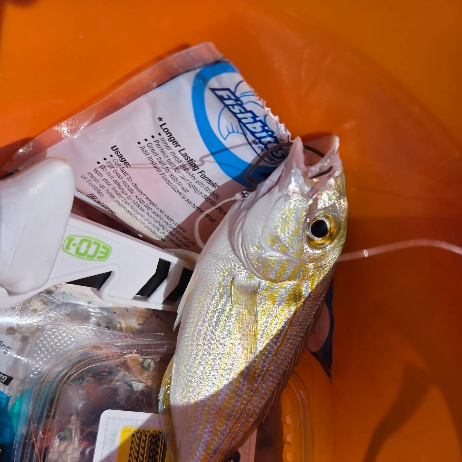 Pinfish caught on Fishbrain