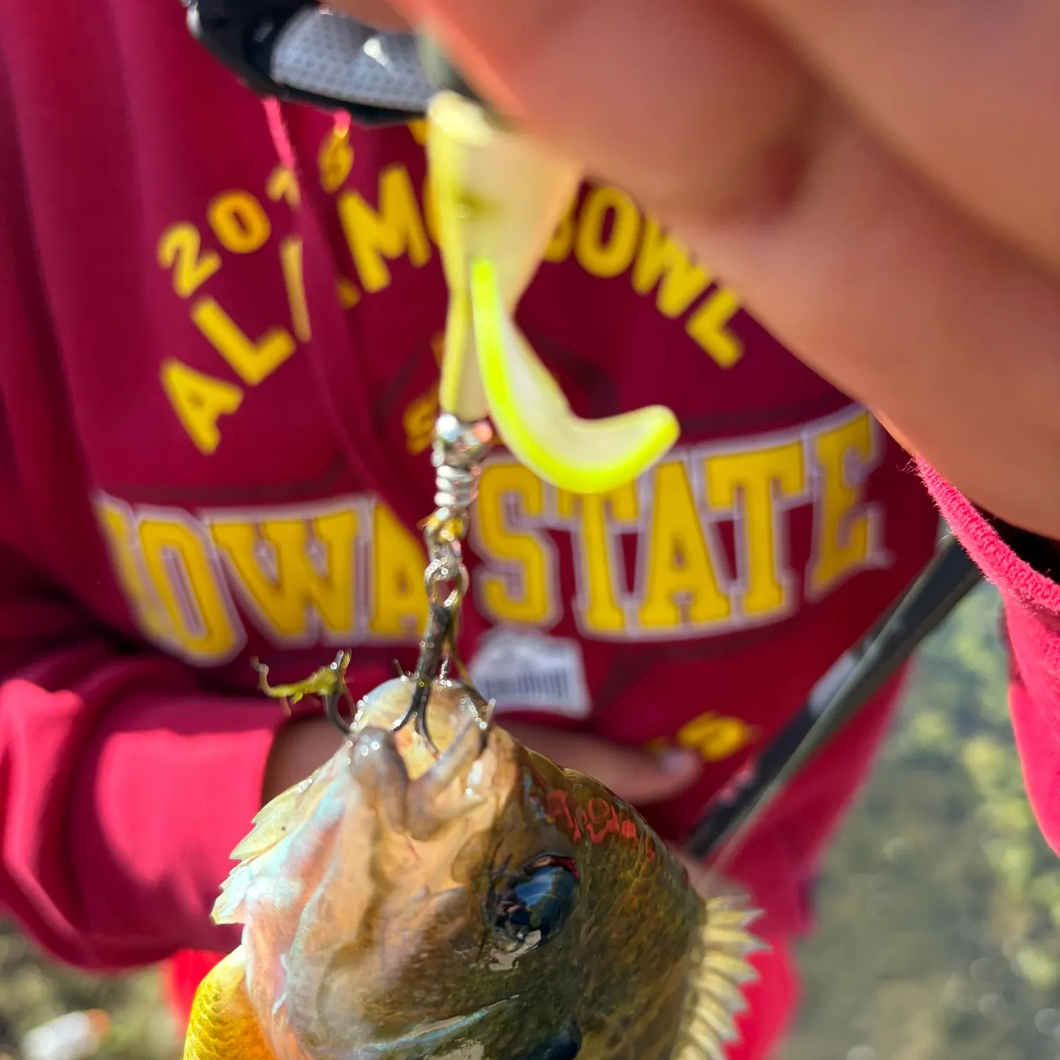 Bluegill caught on Fishbrain