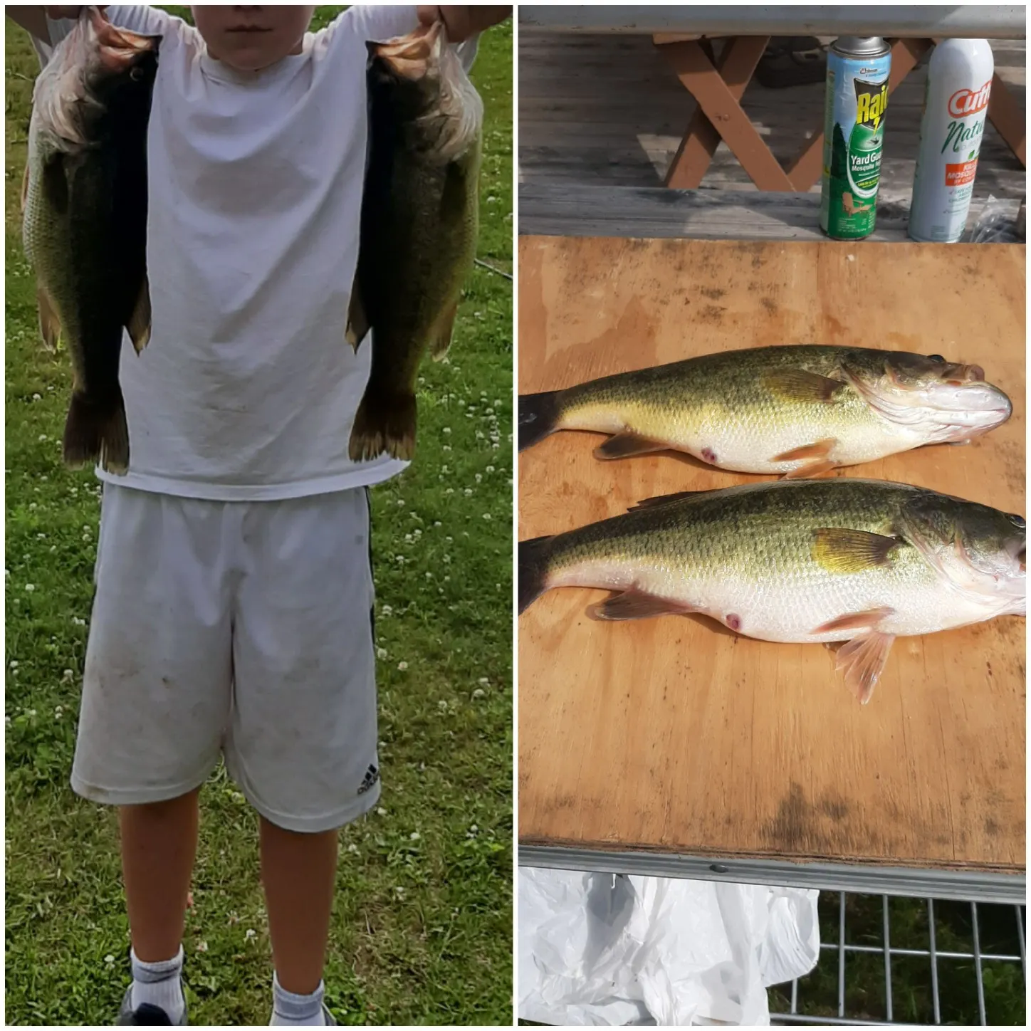 recently logged catches