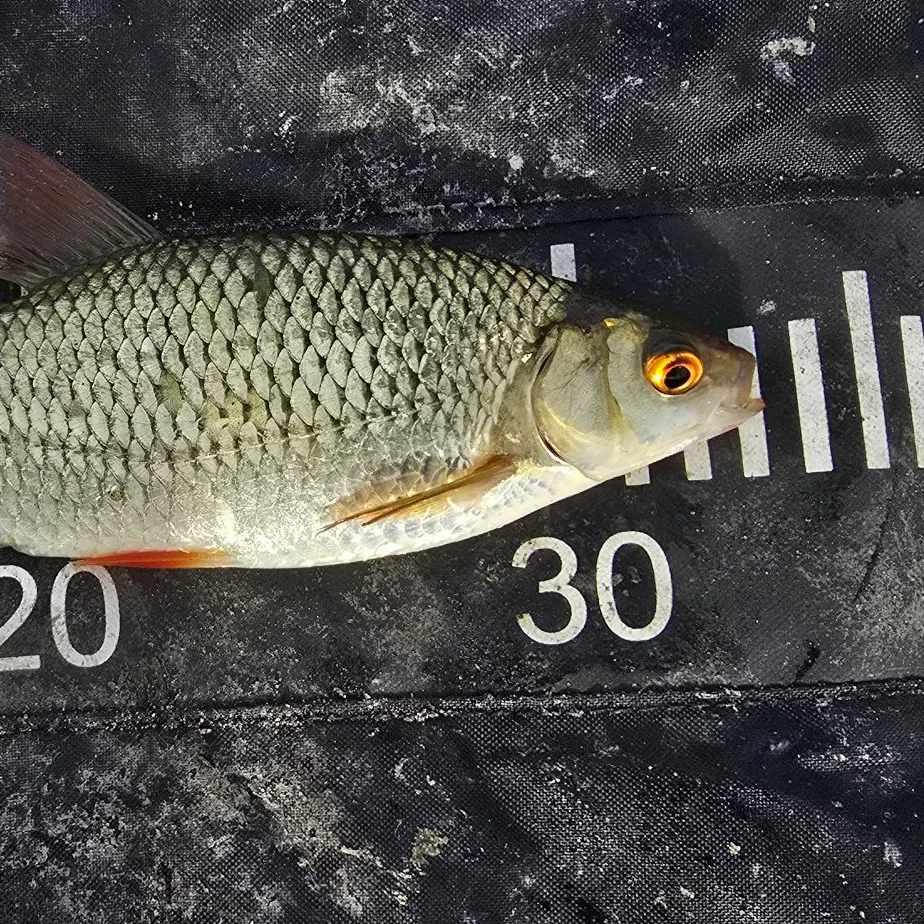 Common roach caught on Fishbrain