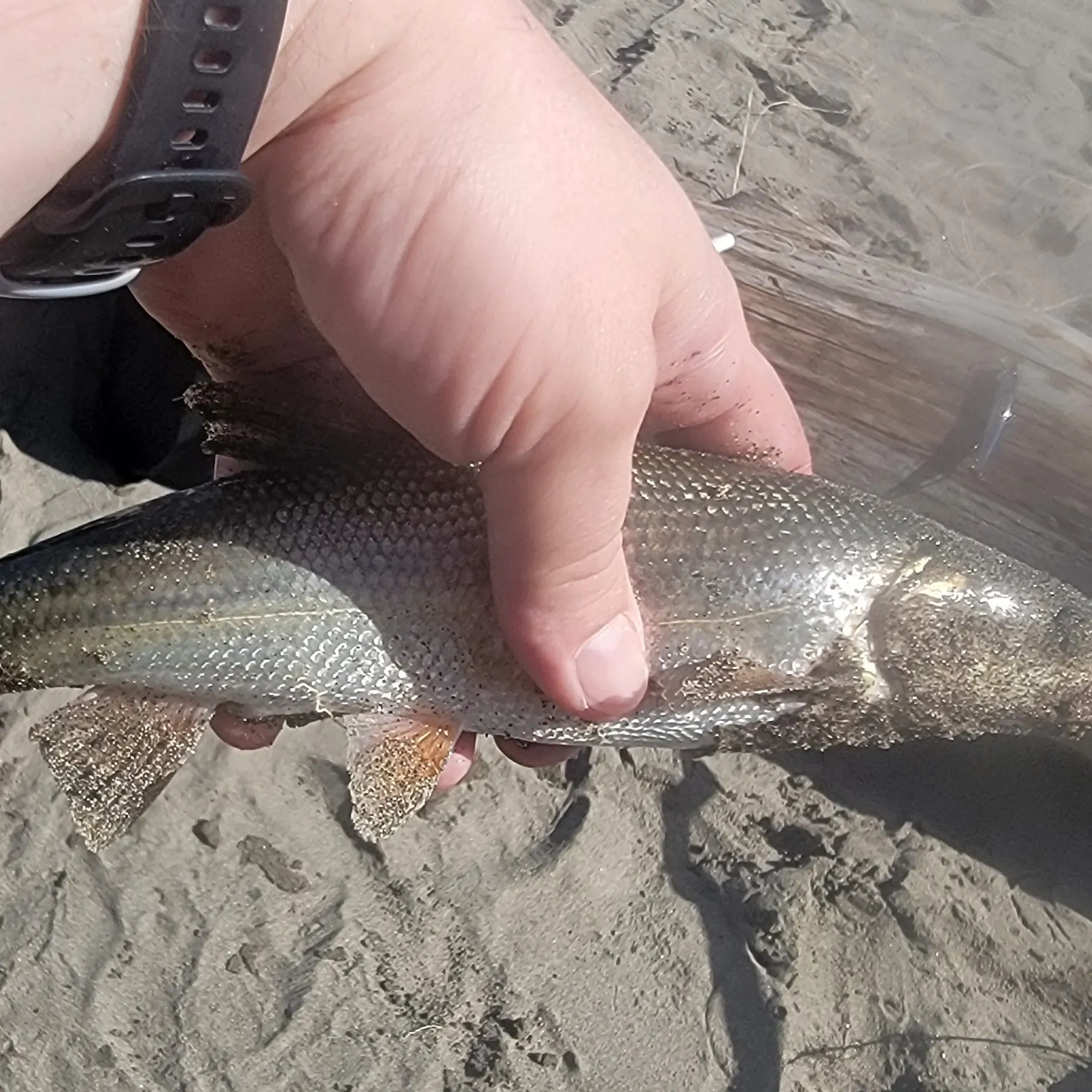 The most recent Splittail catches on Fishbrain