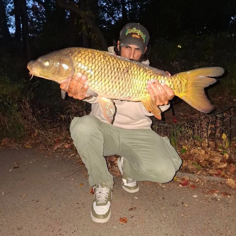 Common carp caught on Fishbrain