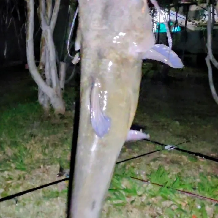 Channel catfish caught on Fishbrain