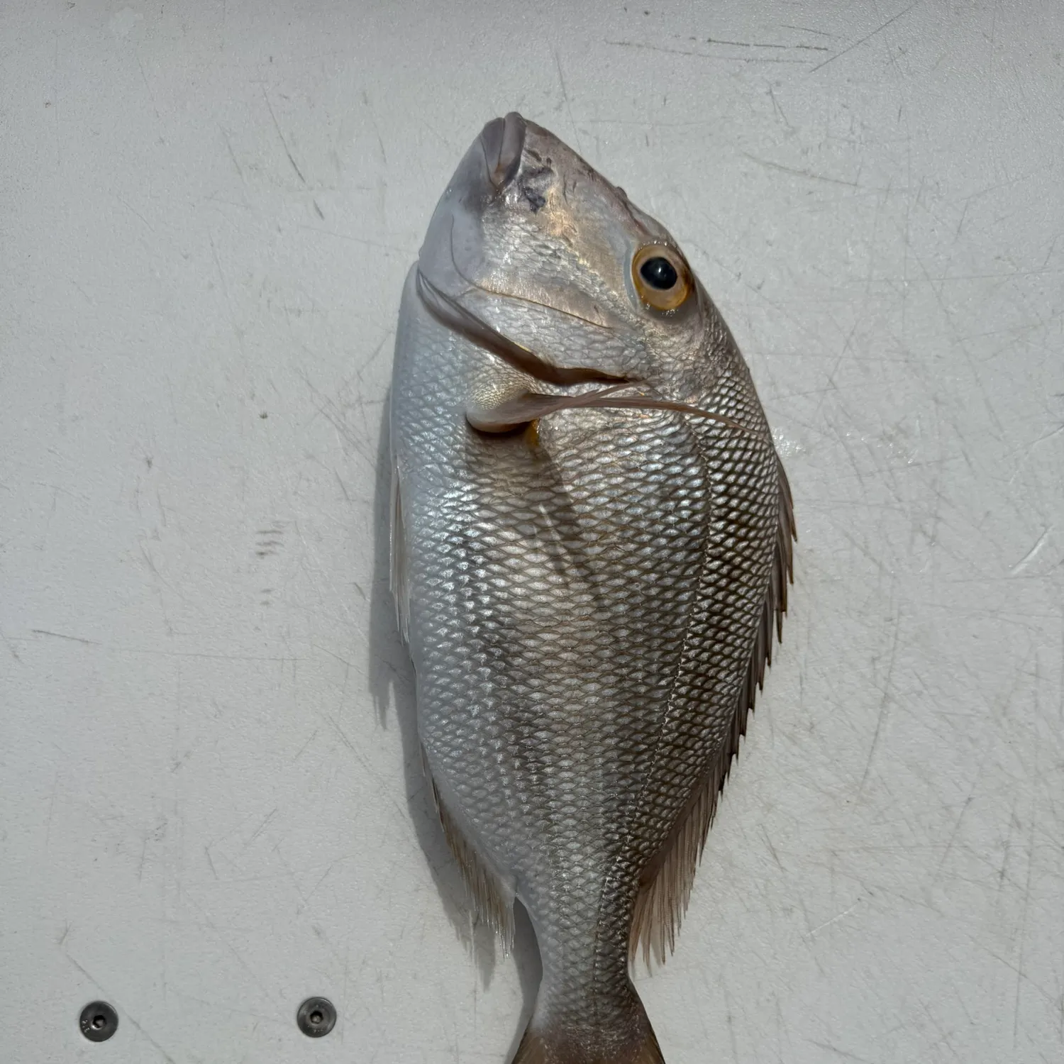 The most recent Littlehead Porgy catches on Fishbrain