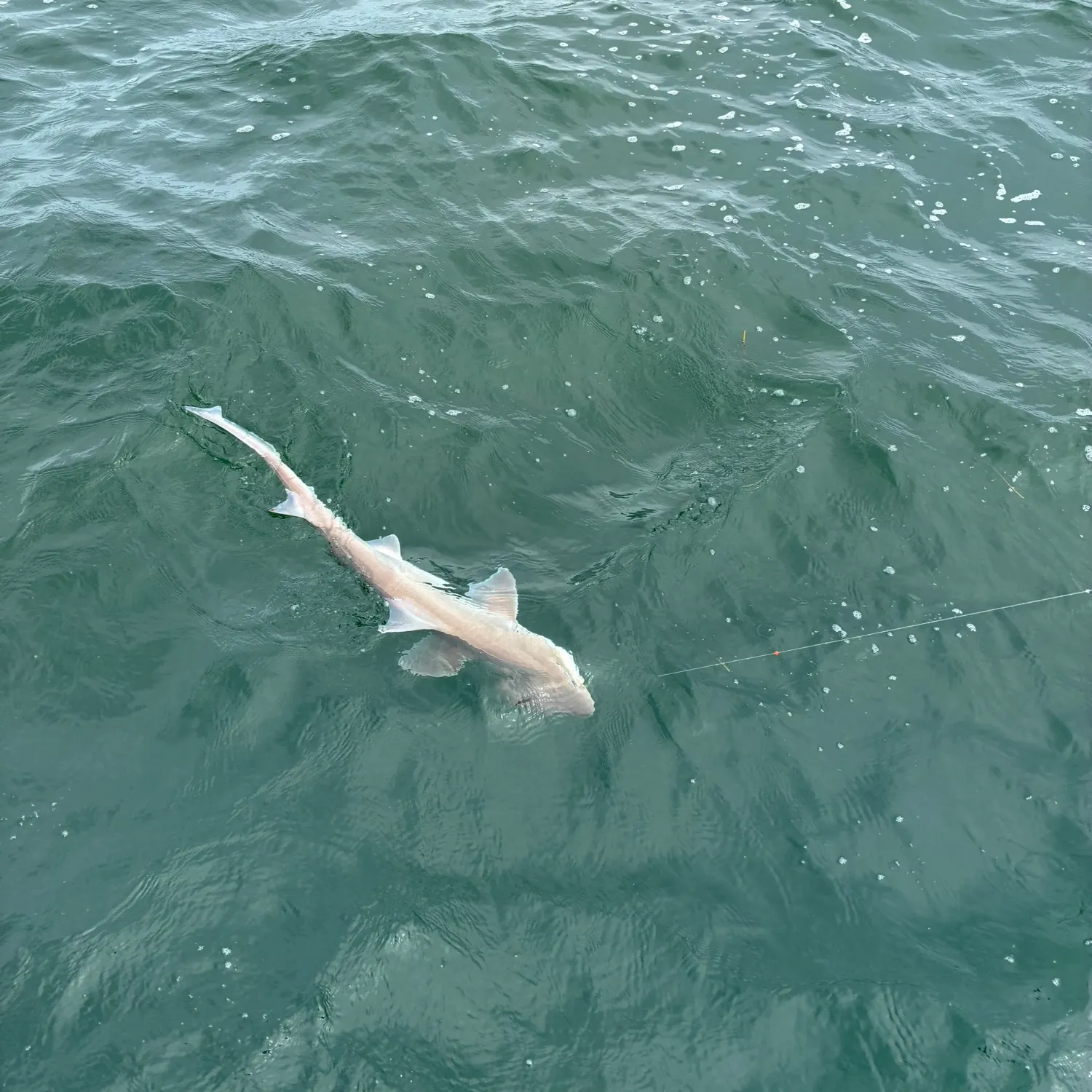 Dusky smooth-hound caught on Fishbrain