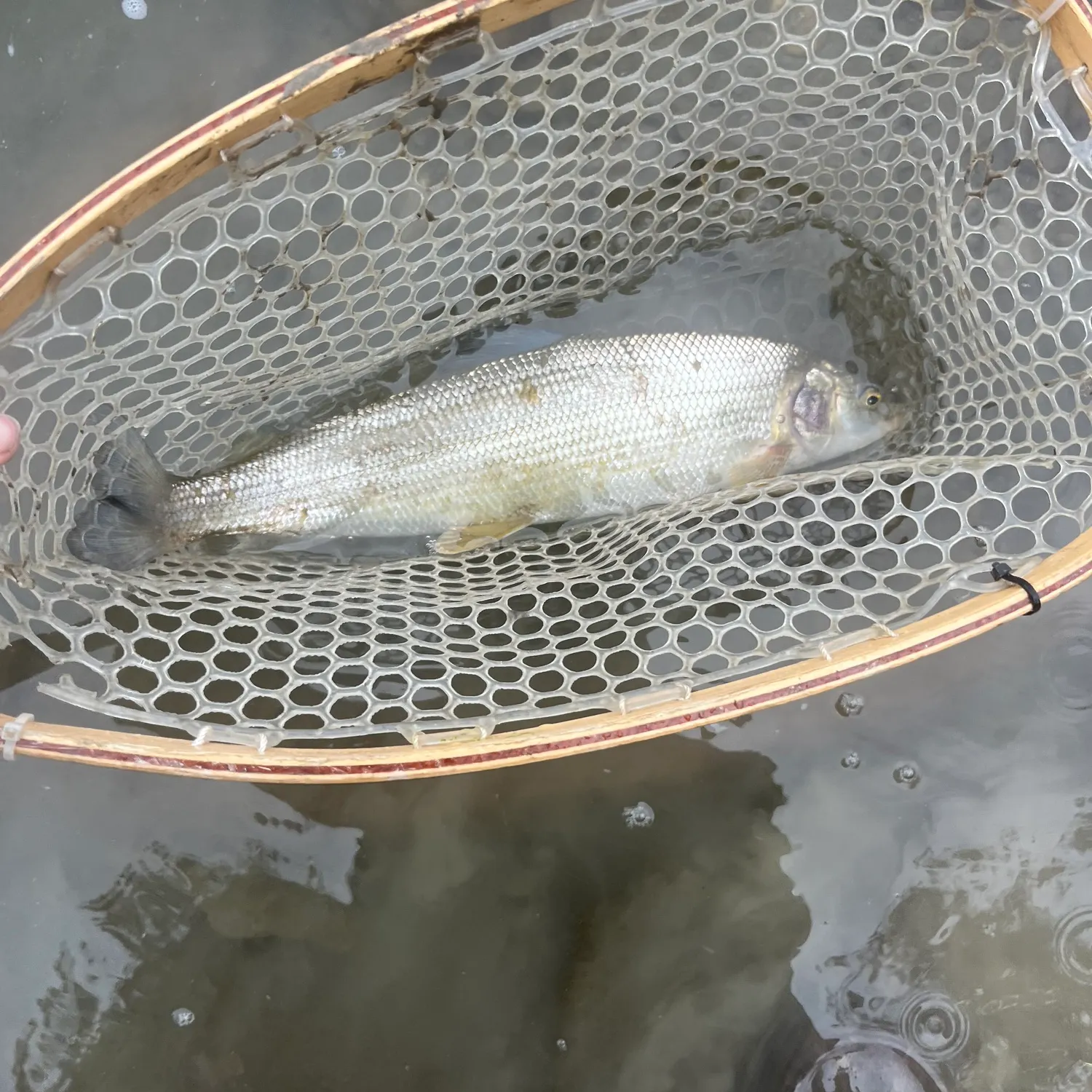 Mountain whitefish caught on Fishbrain