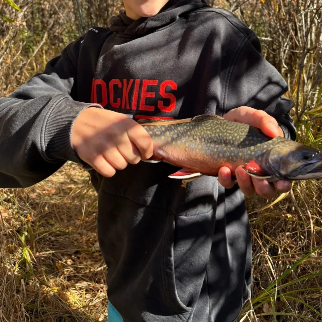 Brook trout caught on Fishbrain
