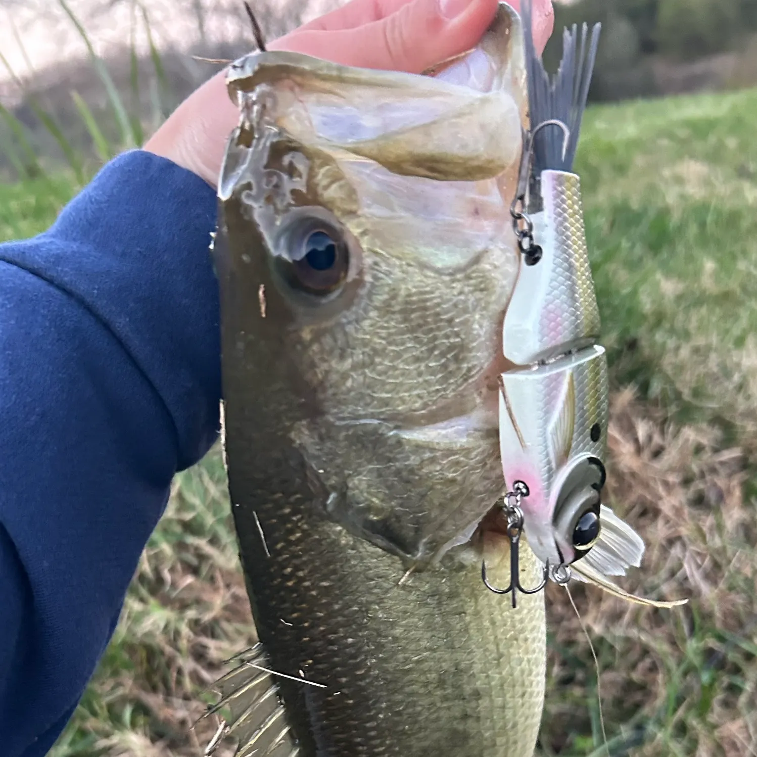 The most recent Milkfish catches on Fishbrain