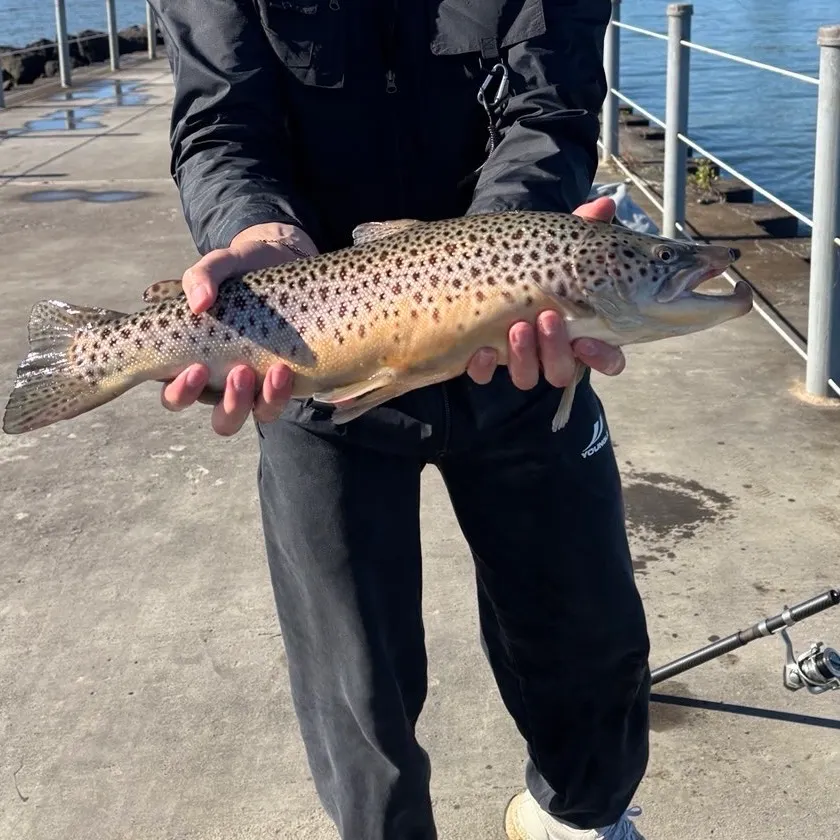 Brown trout caught on Fishbrain