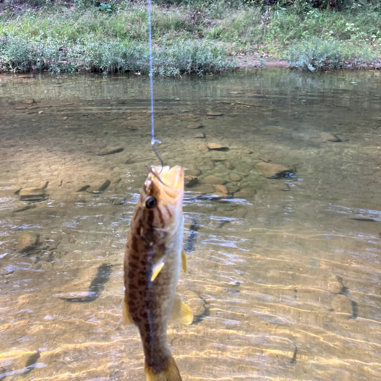 Smallmouth bass caught on Fishbrain
