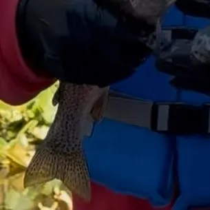 Rainbow trout caught on Fishbrain