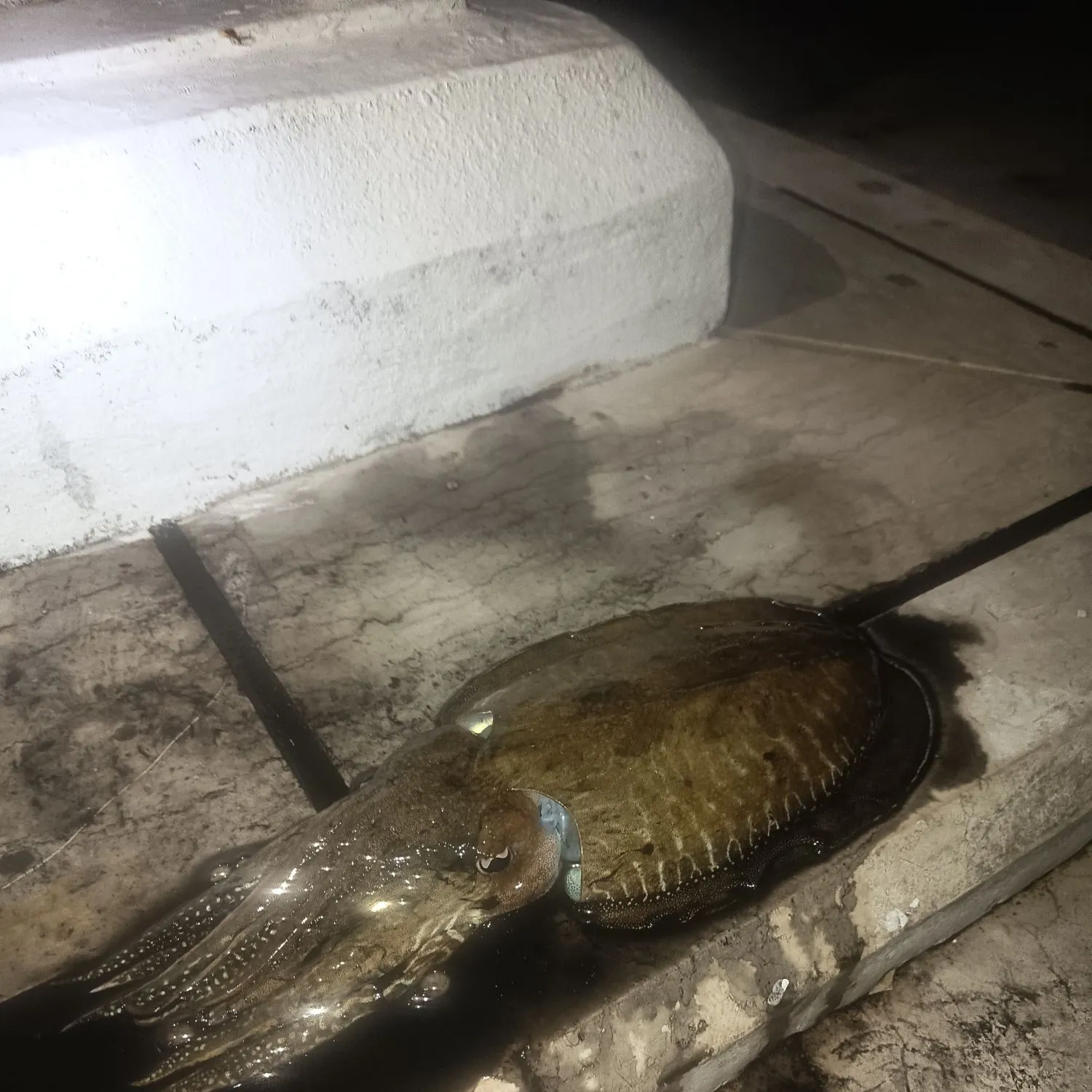 The most recent Common cuttlefish catches on Fishbrain