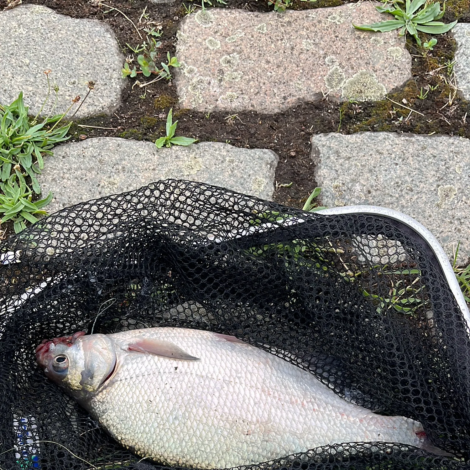 Common bream caught on Fishbrain