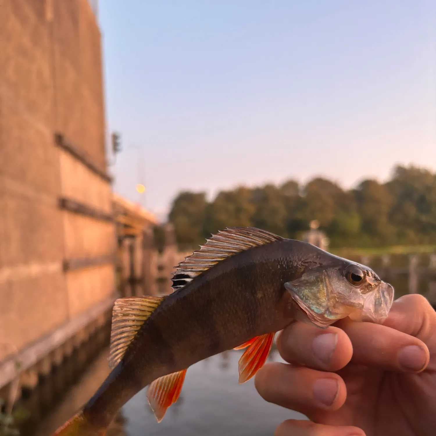 European perch caught on Fishbrain