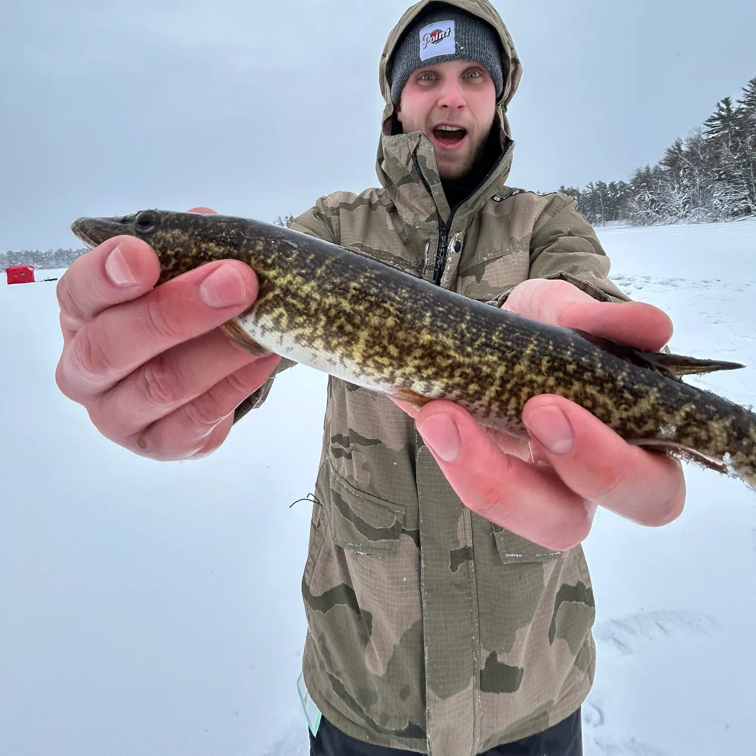 The most recent Grass pickerel catches on Fishbrain