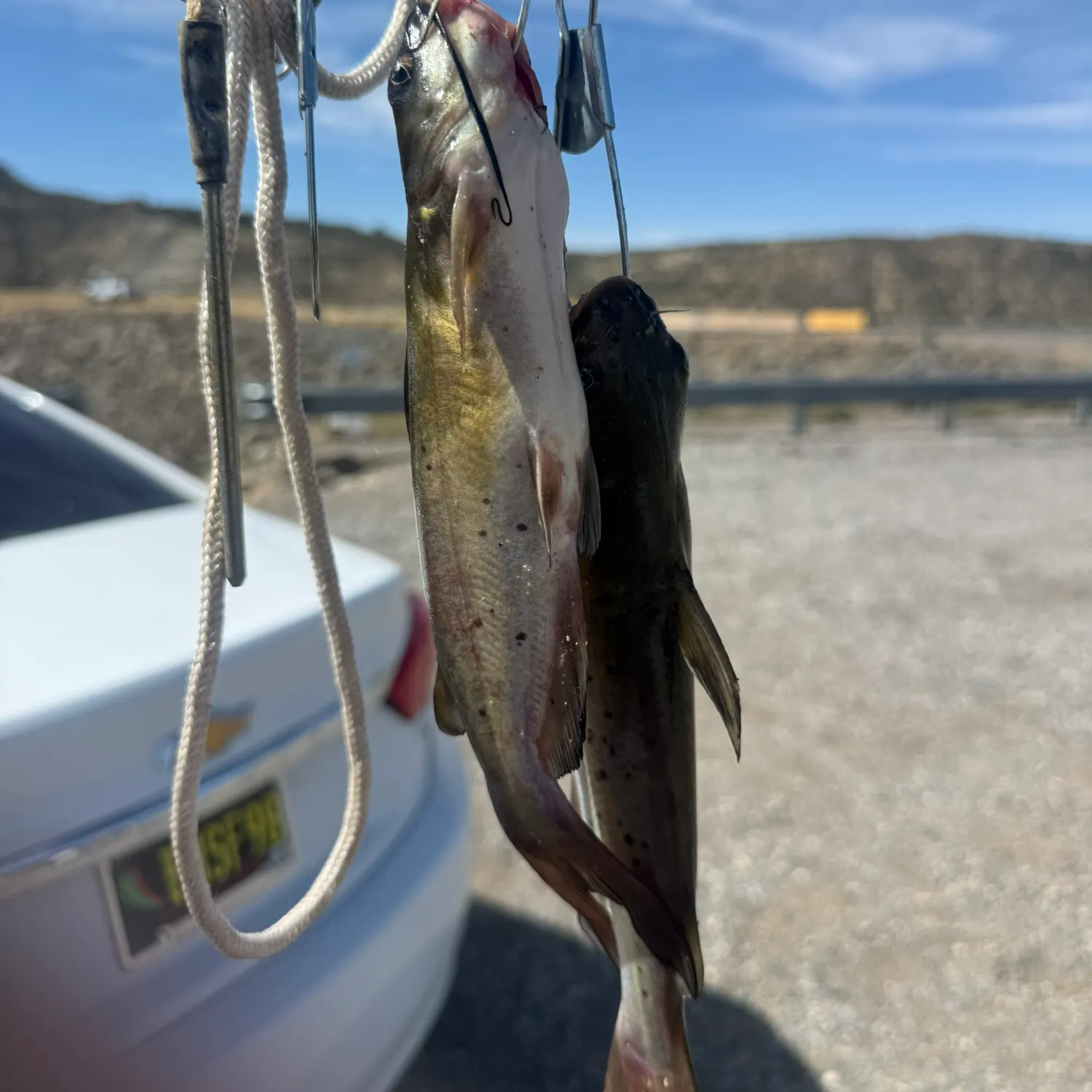 Fish caught on Fishbrain