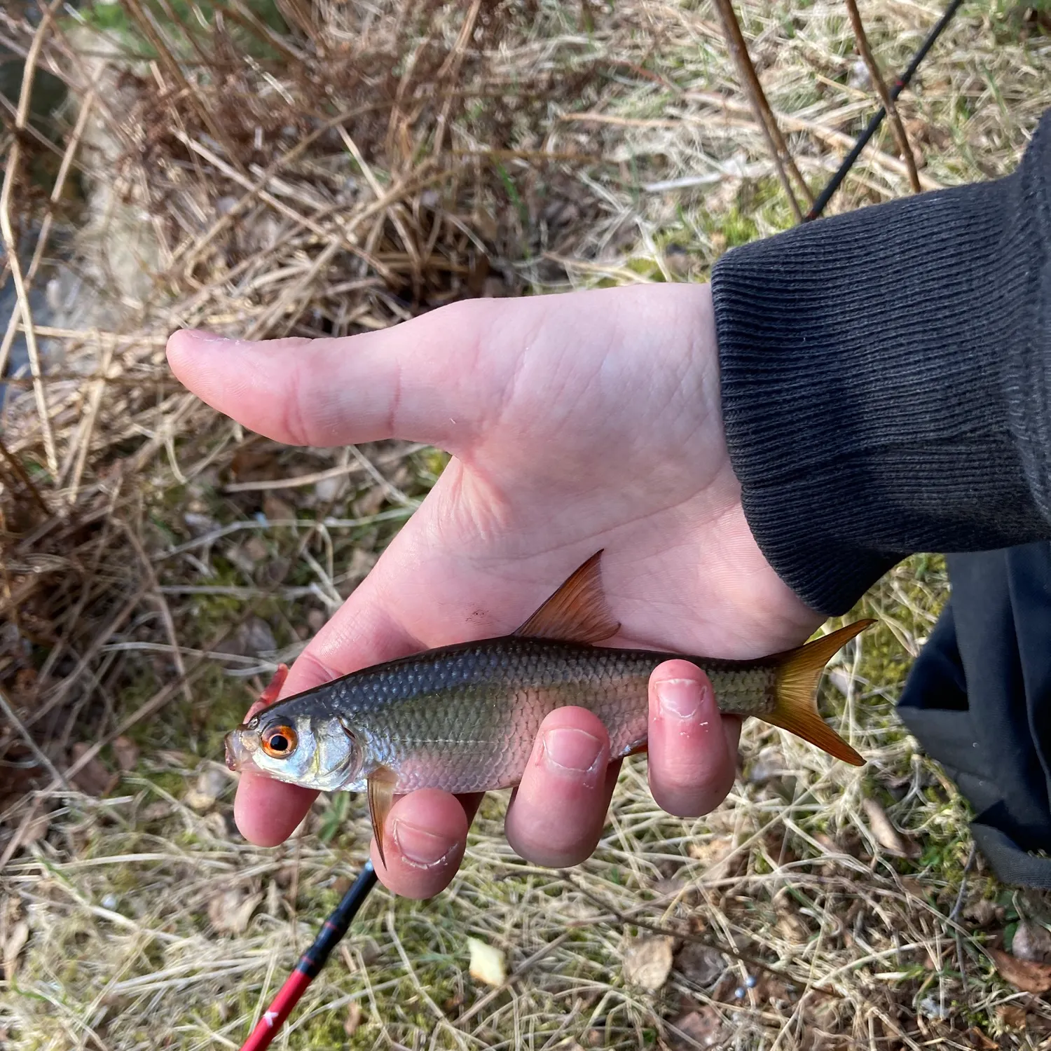 The most recent Common roach catches on Fishbrain