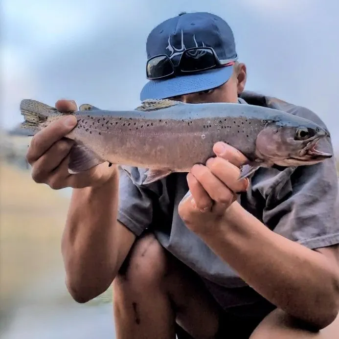 Rainbow trout caught on Fishbrain