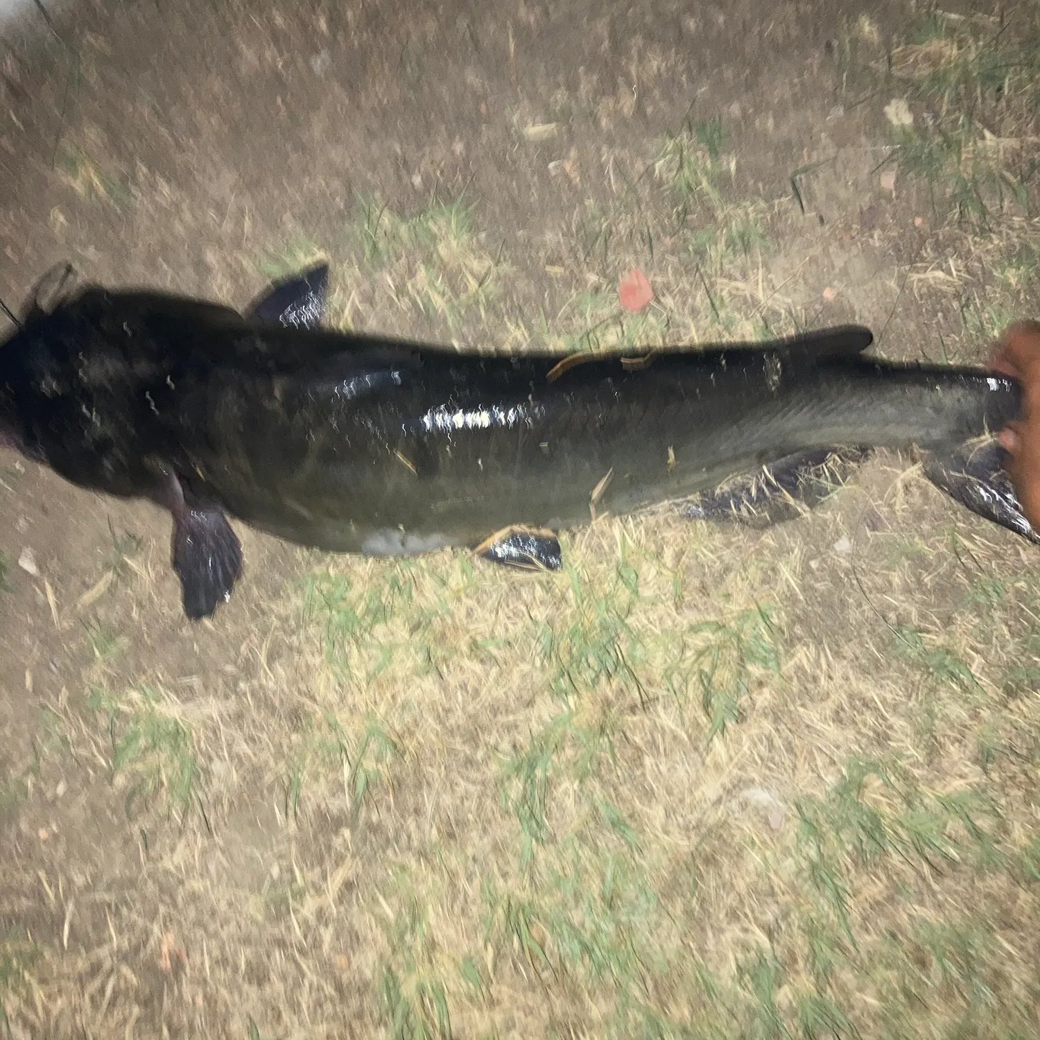 Channel catfish caught on Fishbrain