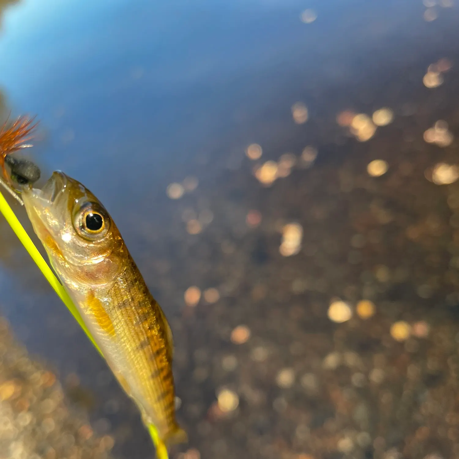 The most recent European grayling catches on Fishbrain