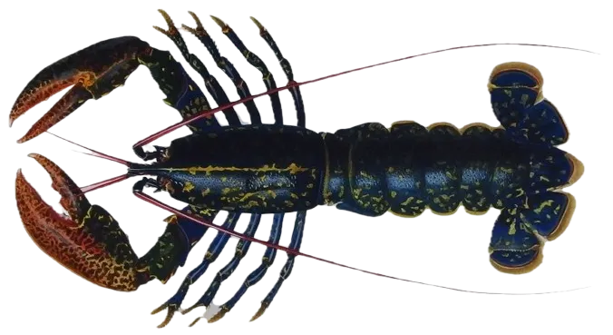 European lobster