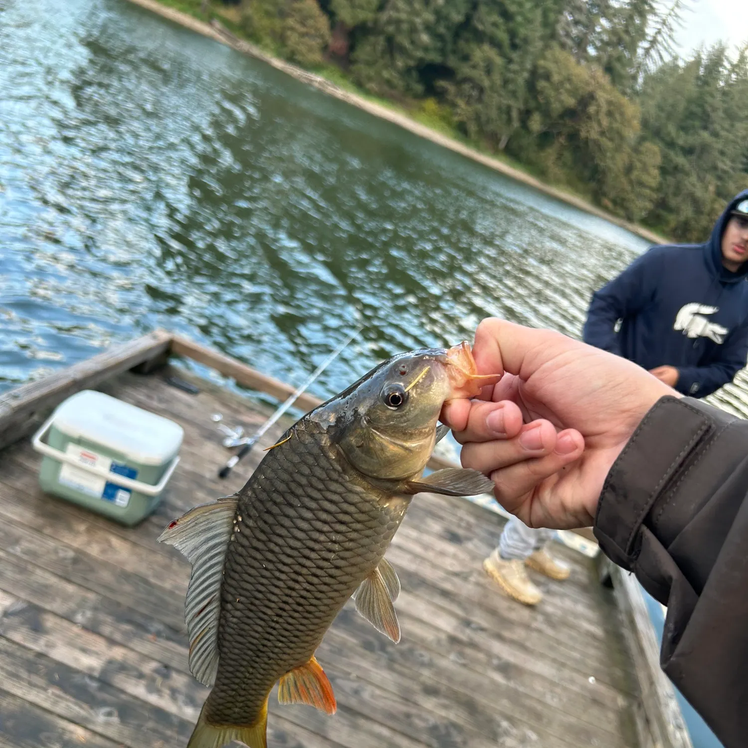 Common carp caught on Fishbrain