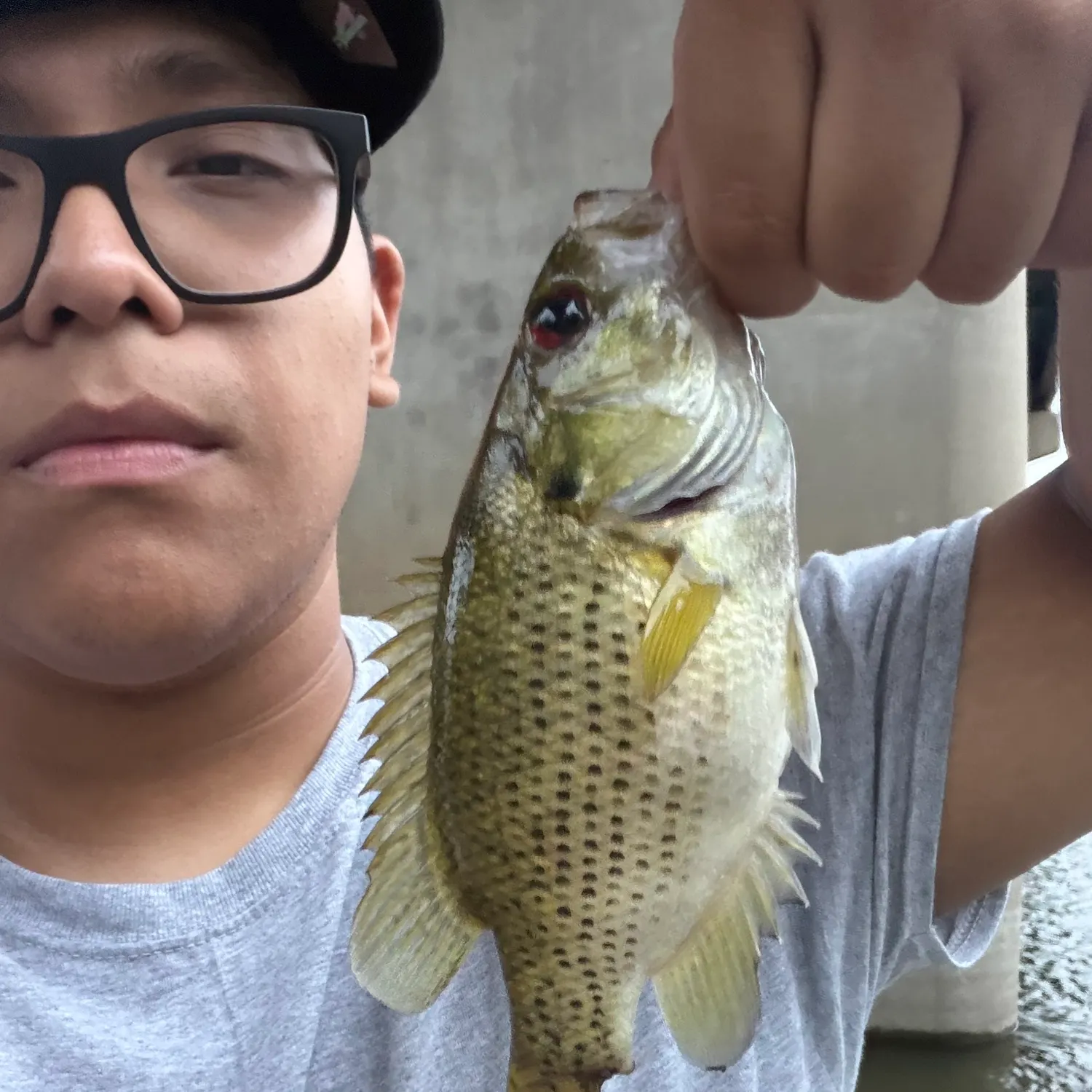 Rock bass caught on Fishbrain