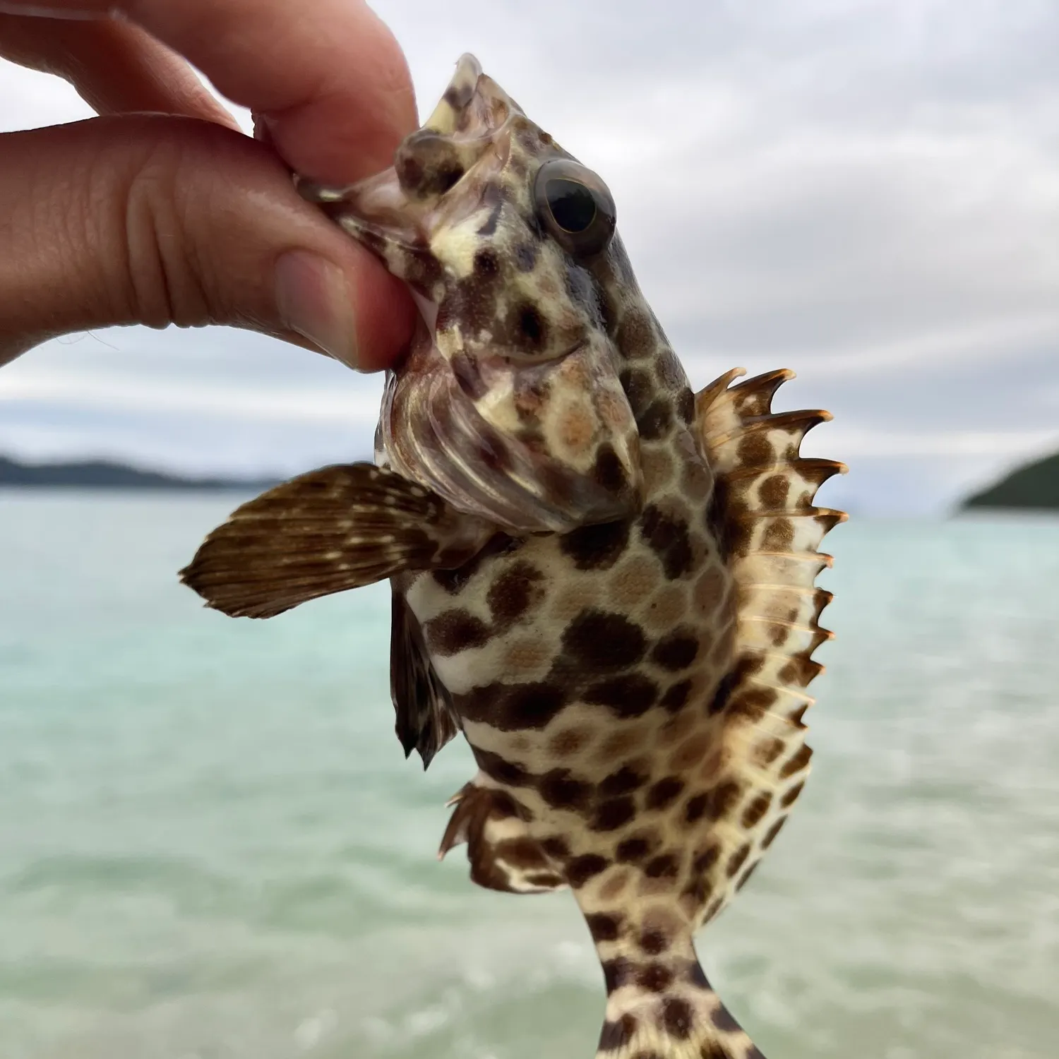 The most recent Honeycomb grouper catches on Fishbrain