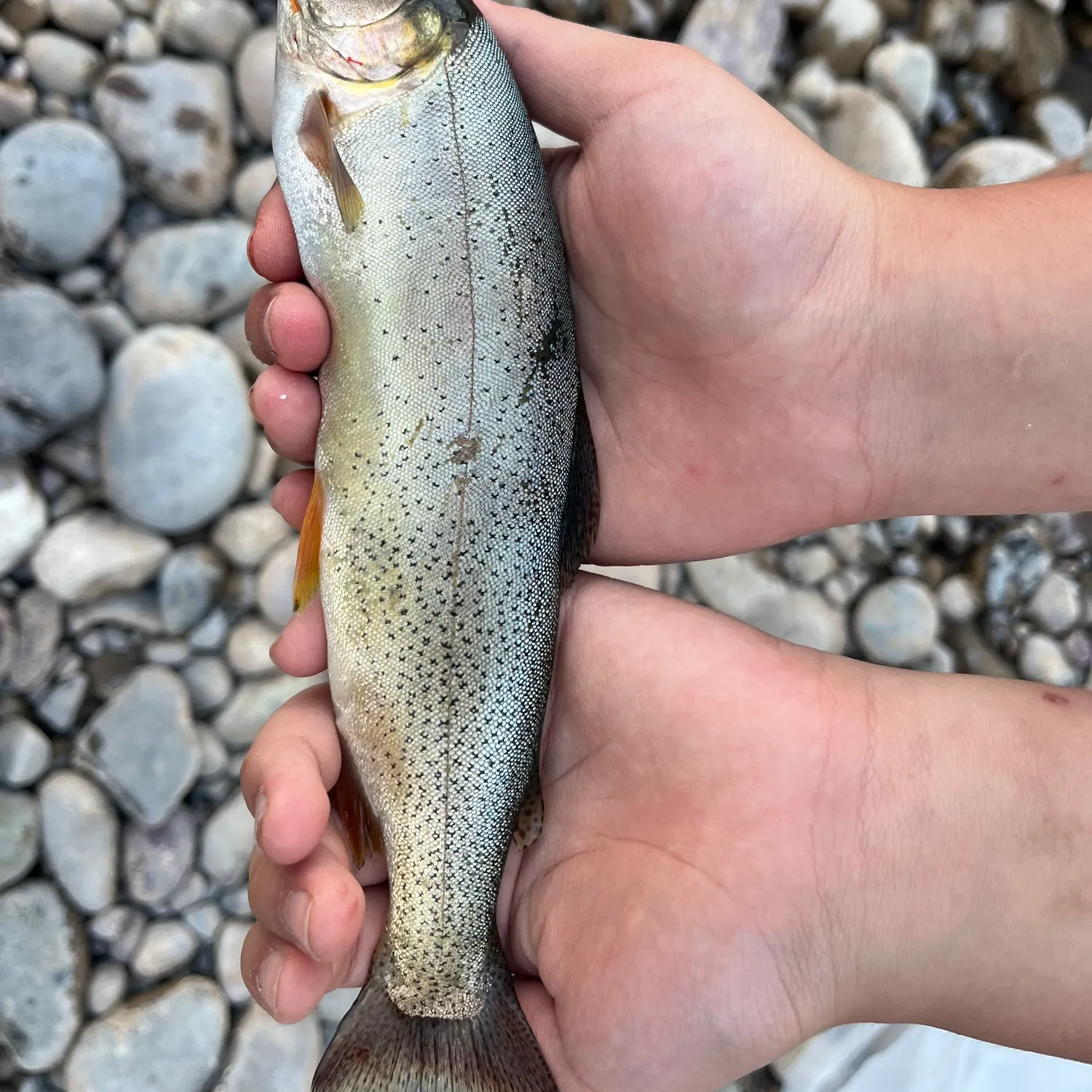 The most recent Snake River fine-spotted cutthroat trout catches on Fishbrain