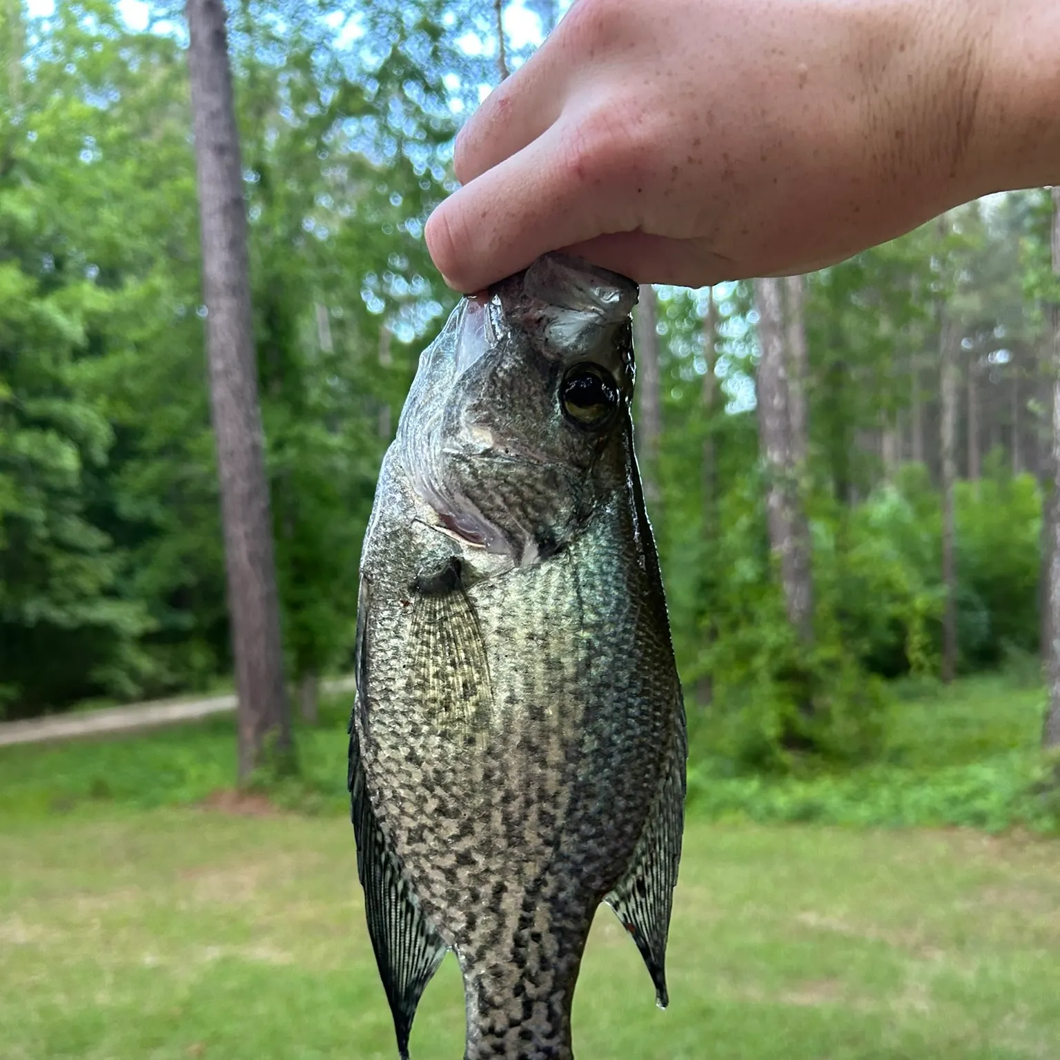 The most recent Black crappie catches on Fishbrain