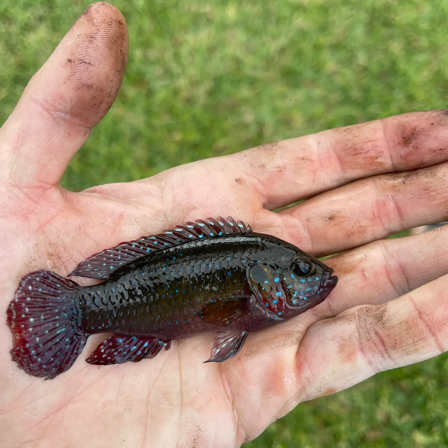 most liked catch image