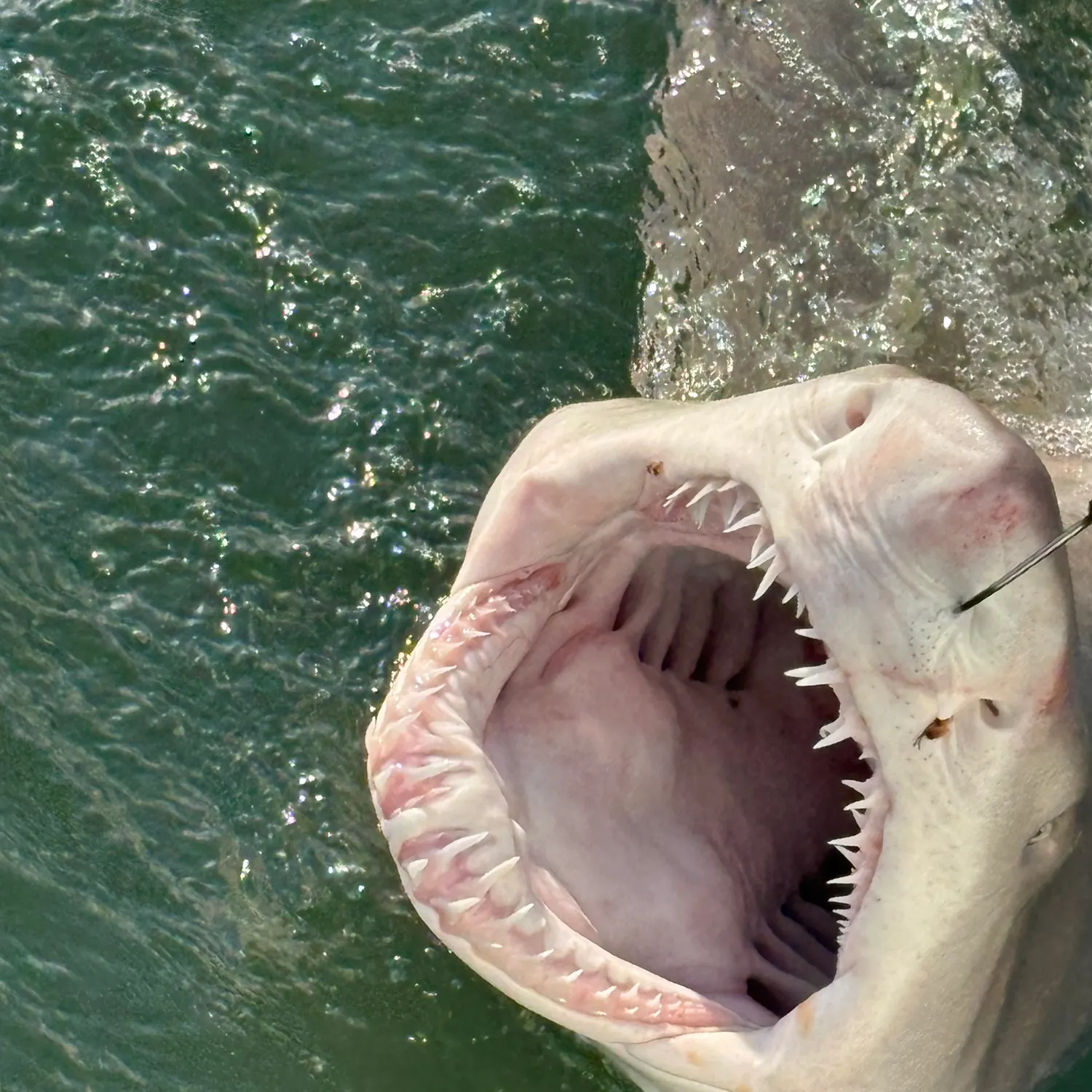 Sand tiger shark caught on Fishbrain