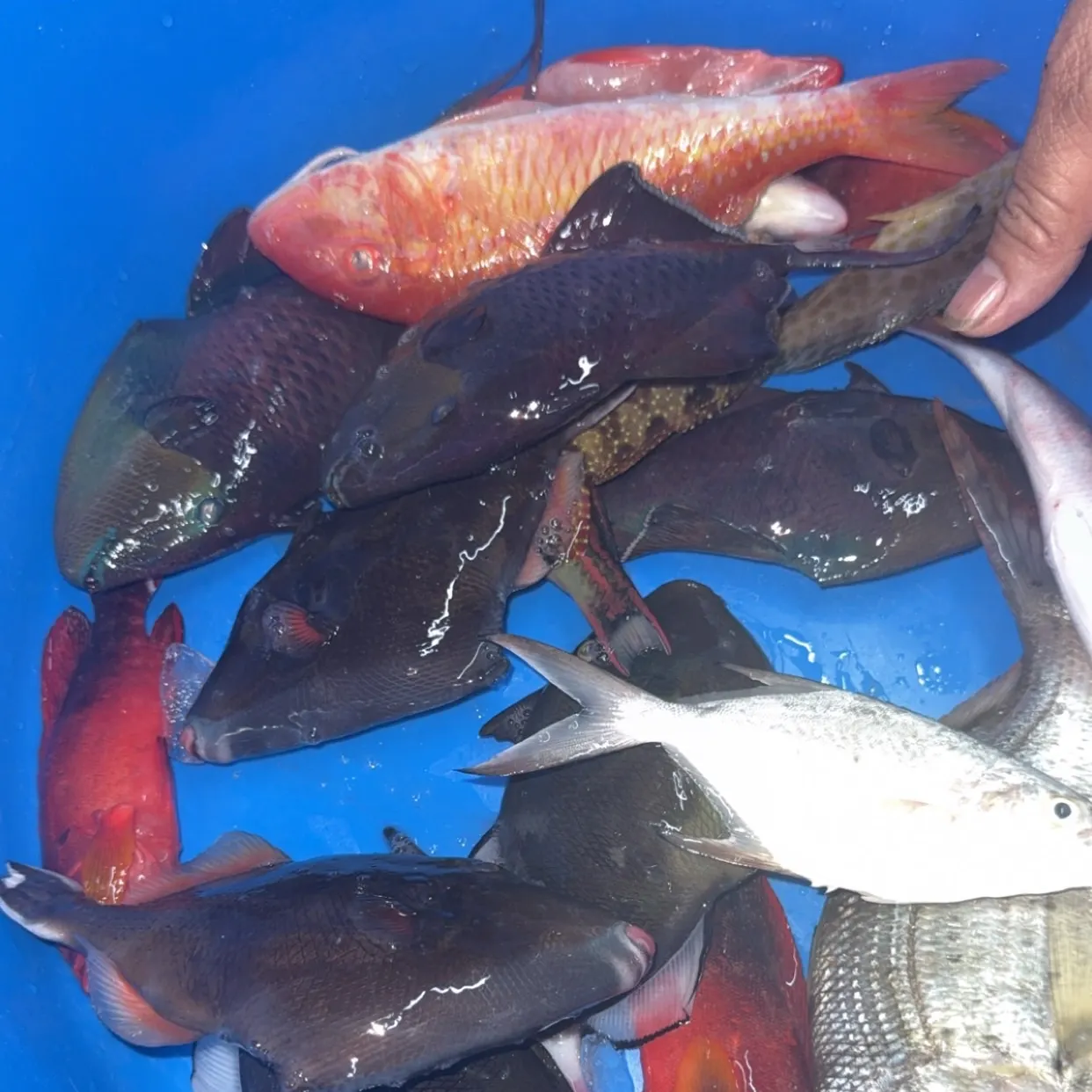 The most recent Ocean triggerfish catches on Fishbrain