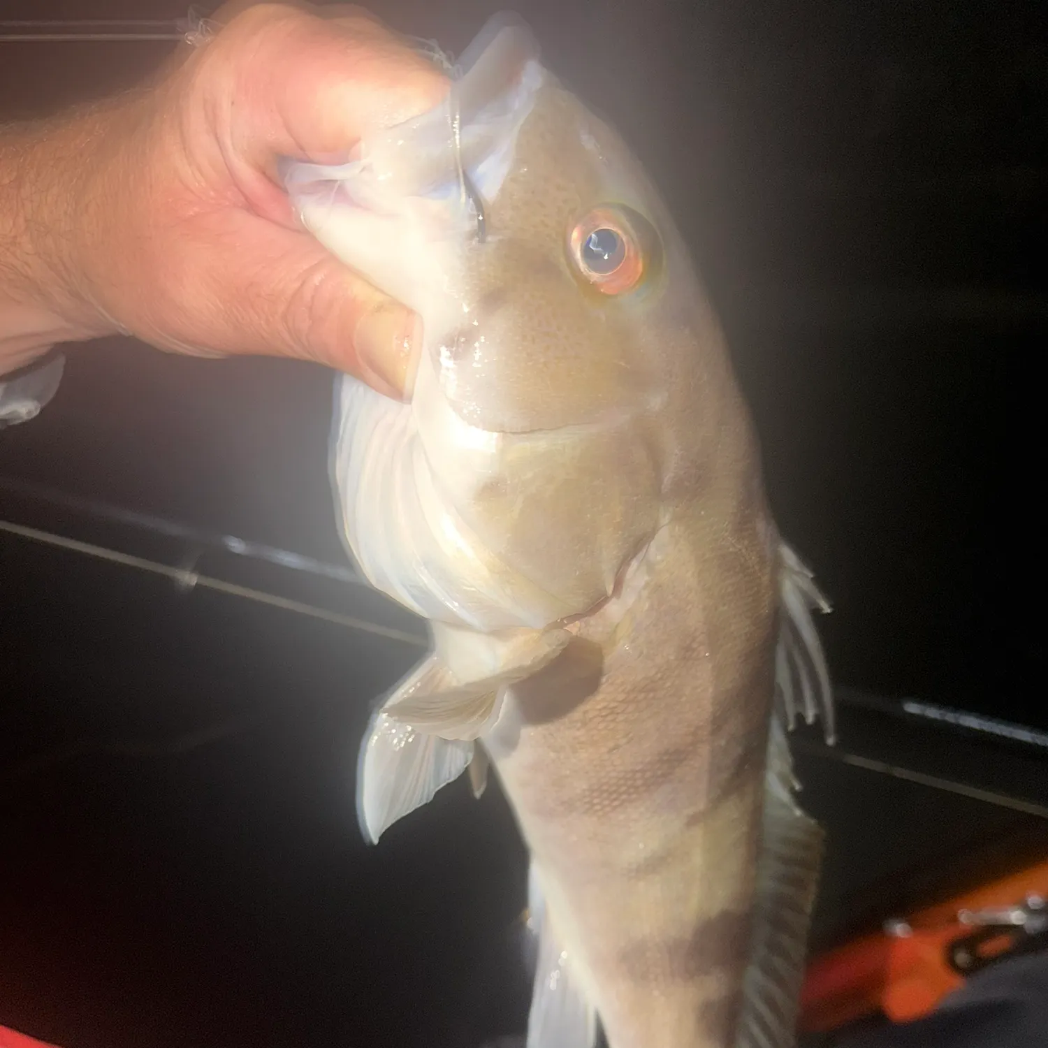 Barred sand bass caught on Fishbrain