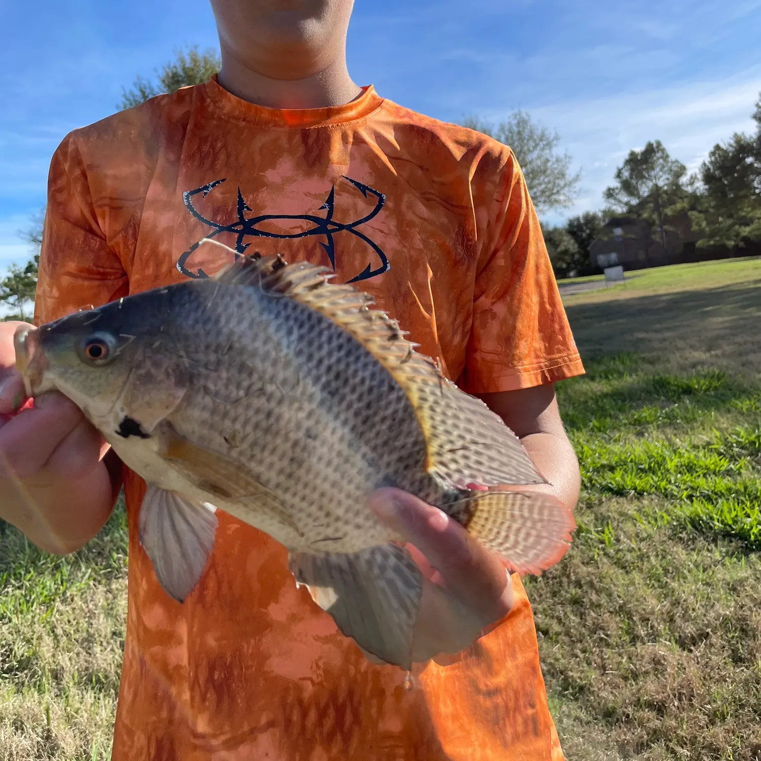 The most recent Nile tilapia catches on Fishbrain