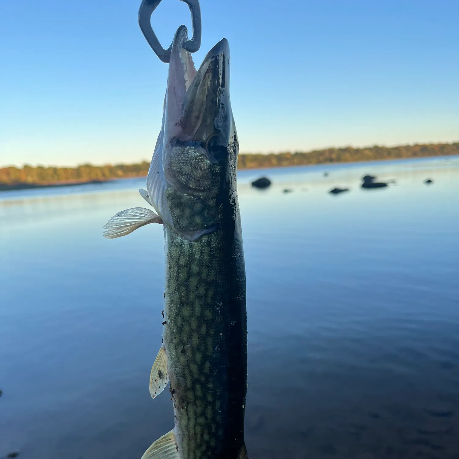 Chain pickerel caught on Fishbrain