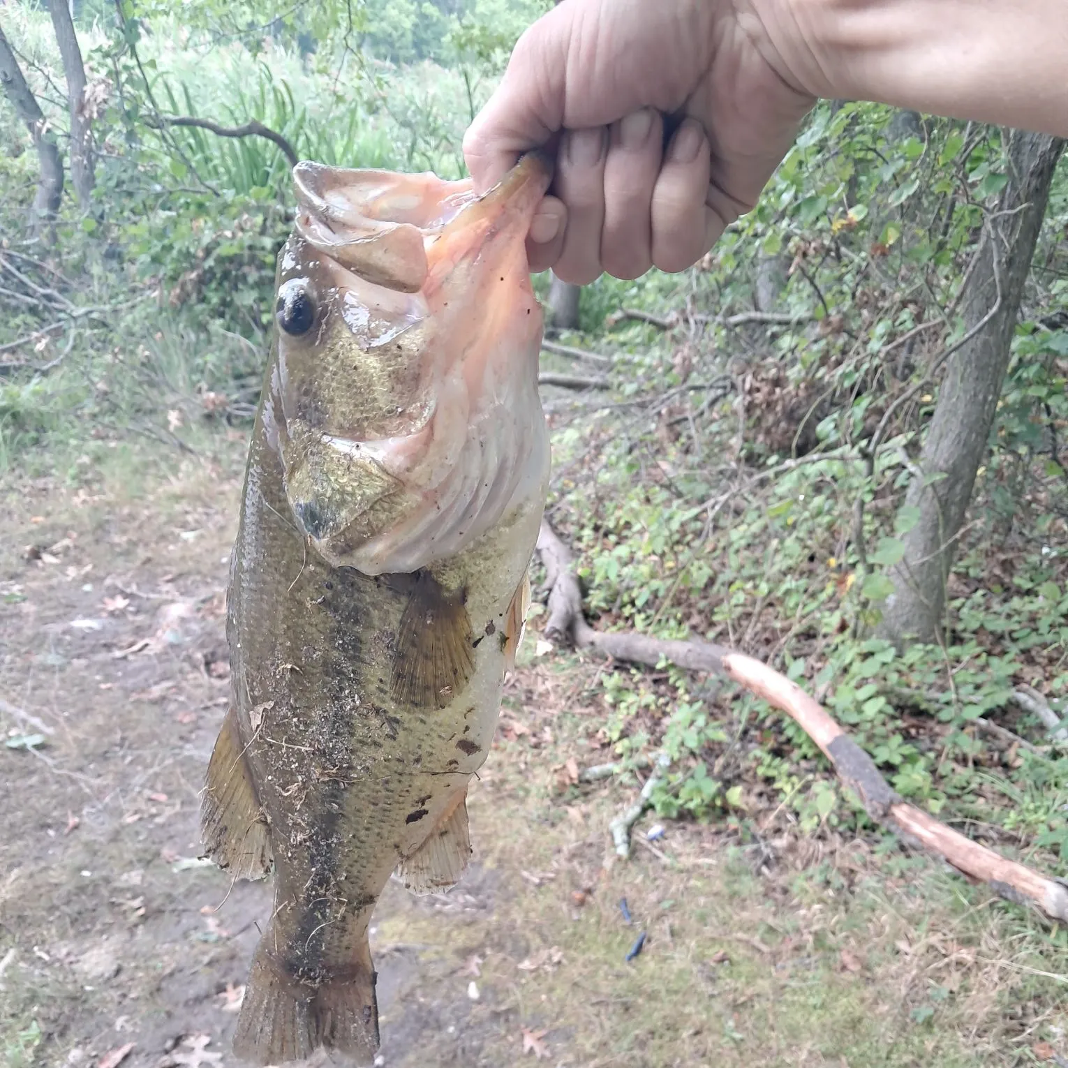 Largemouth bass caught on Fishbrain