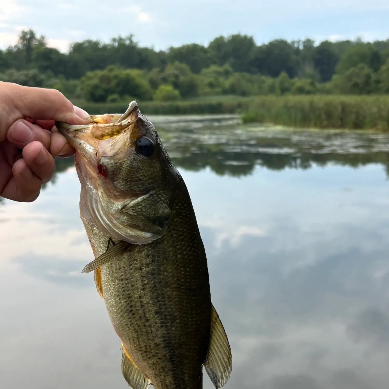 Largemouth bass caught on Fishbrain