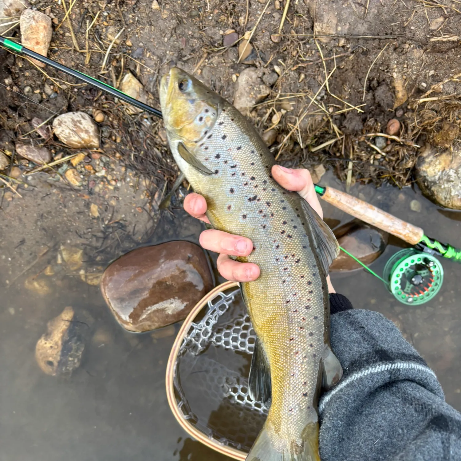 The most recent Brown trout catches on Fishbrain