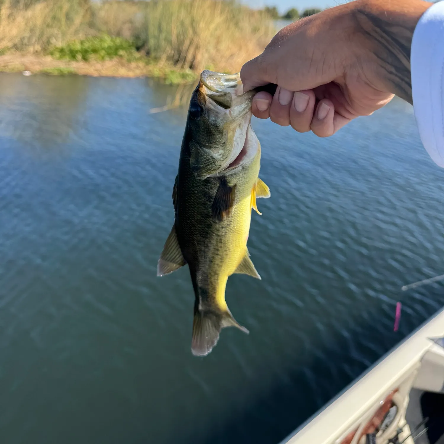 Largemouth bass caught on Fishbrain