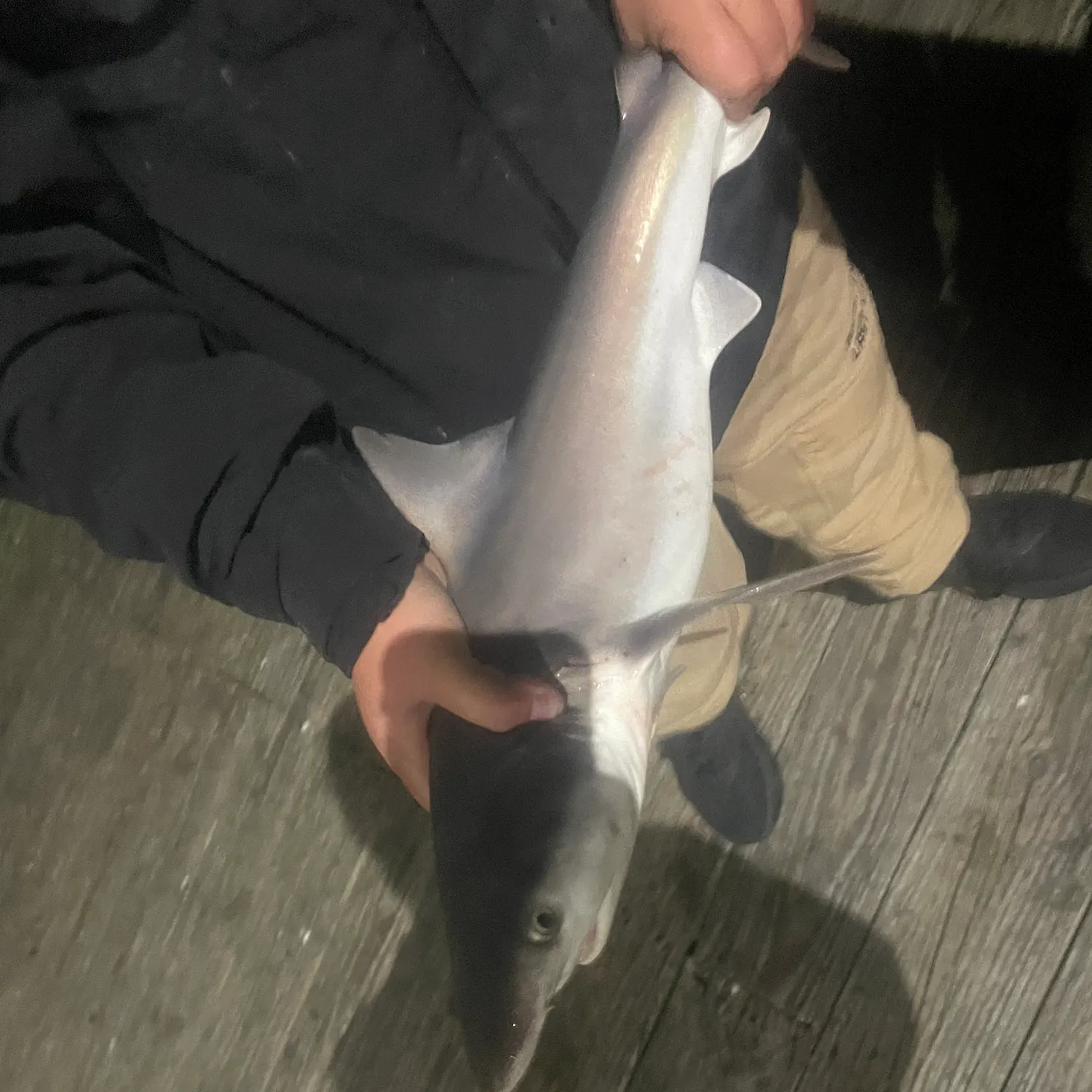 The most recent Blacktip shark catches on Fishbrain