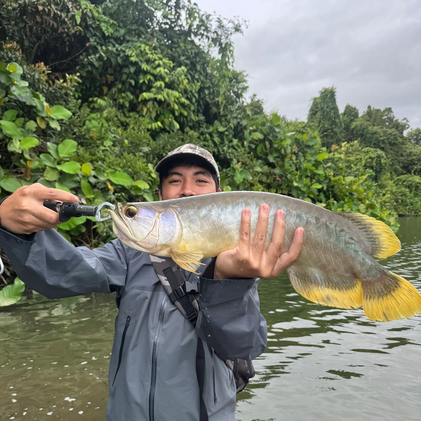 The most recent Spotted bonytongue catches on Fishbrain