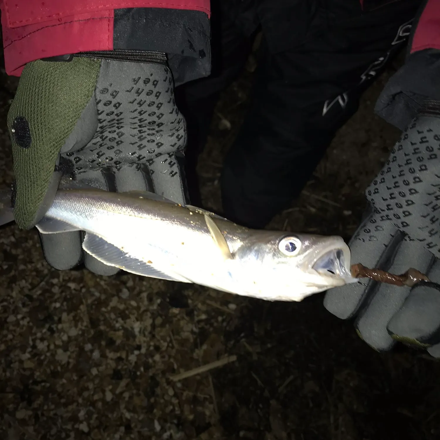 angler catch