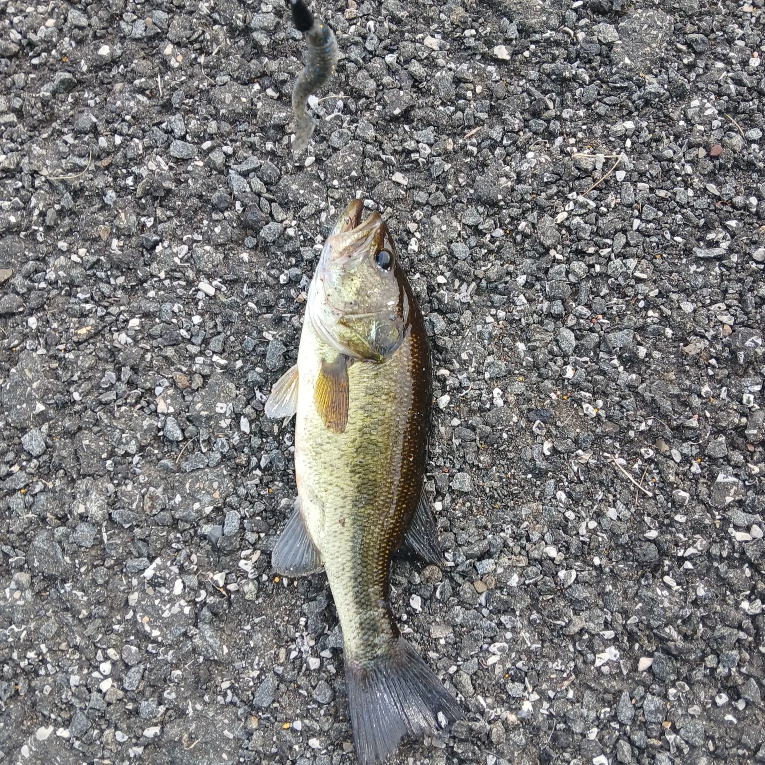 Largemouth bass caught on Fishbrain