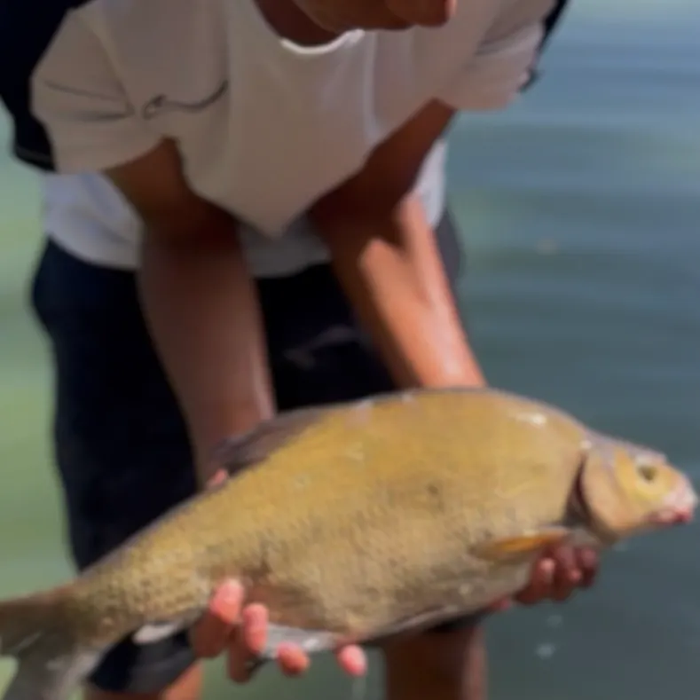 Common bream caught on Fishbrain