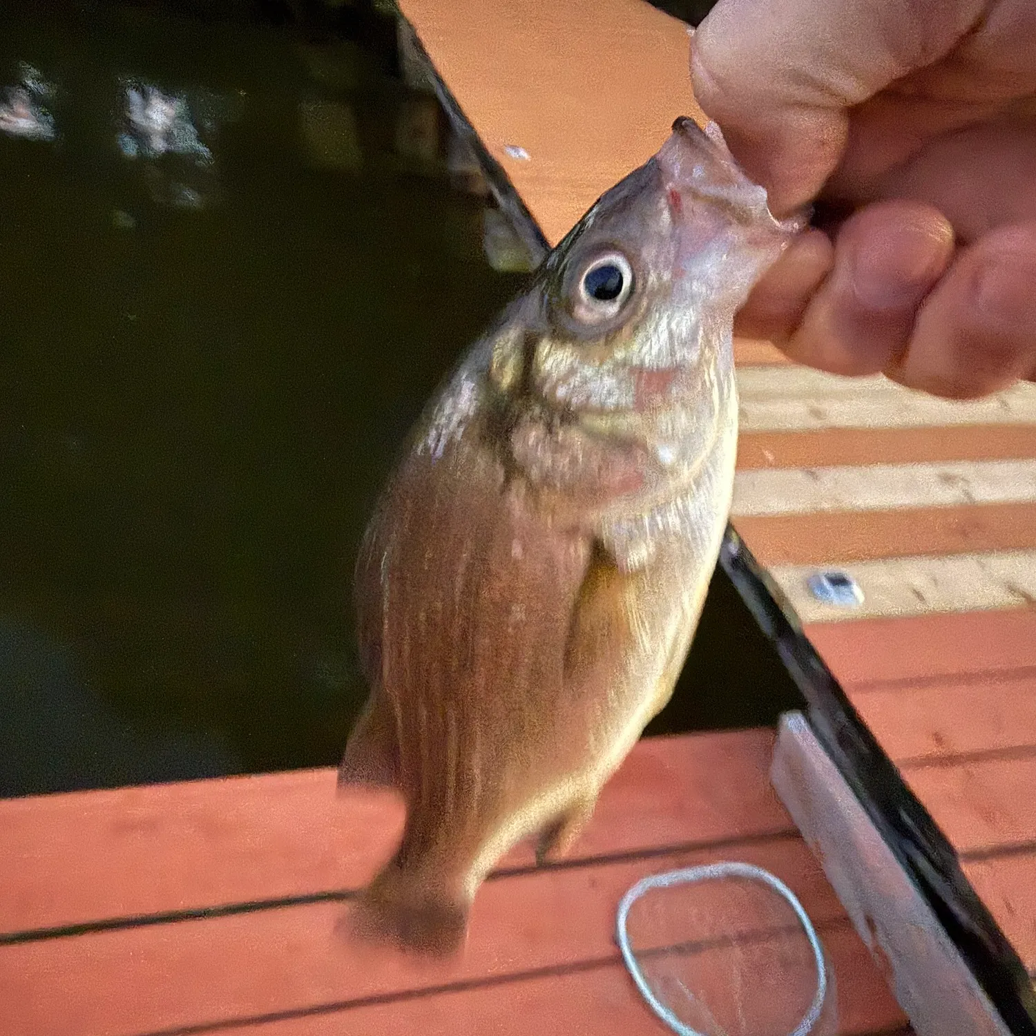 White perch caught on Fishbrain
