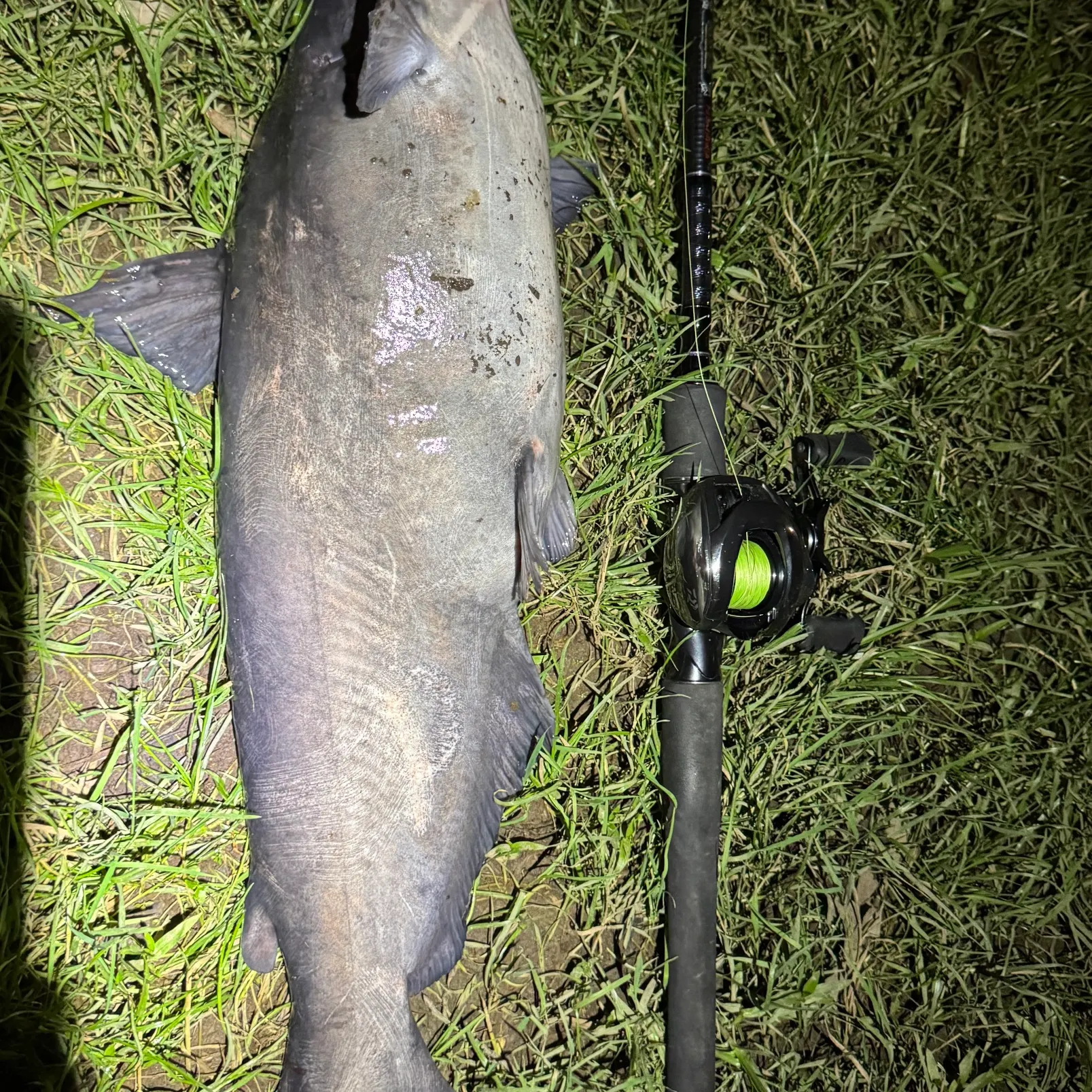 The most recent Blue catfish catches on Fishbrain