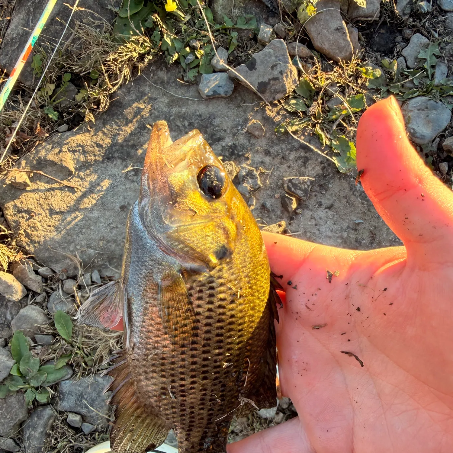 Rock bass caught on Fishbrain