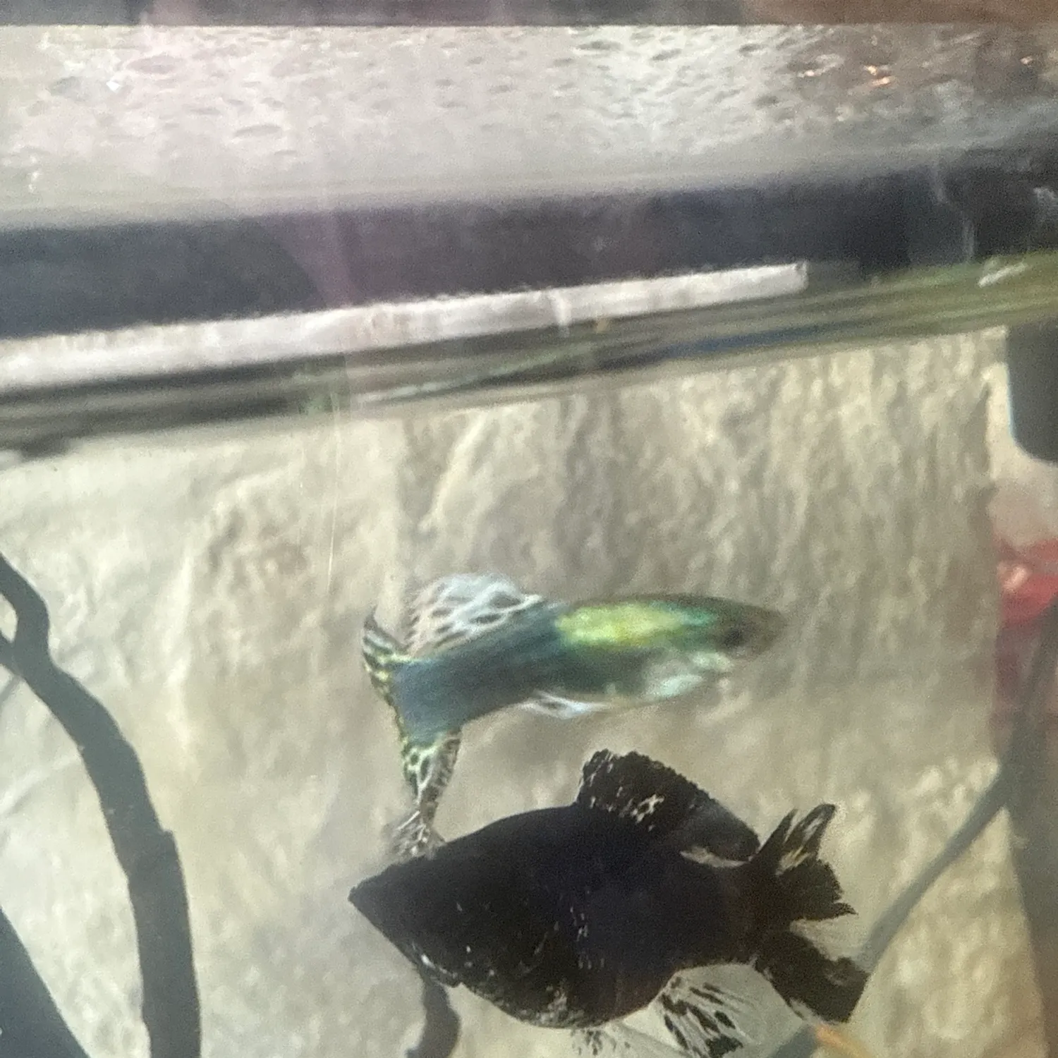 The most recent Siamese fighting fish catches on Fishbrain