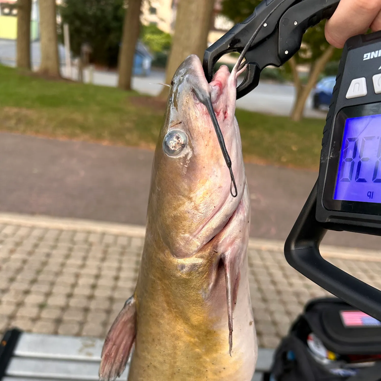 catch